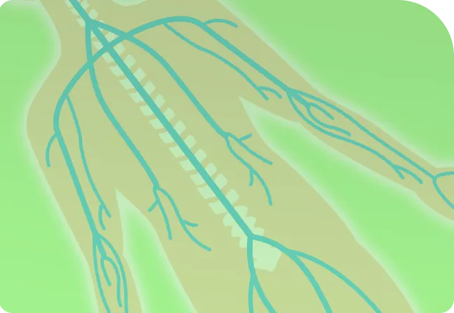 筋膜の硬直を解除
→自律神経の乱れを整える